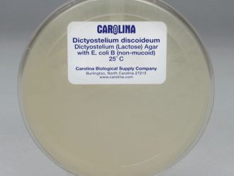 Dictyostelium discoideum, Living, Plate