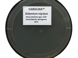 Didymium nigripes, Living, Plate