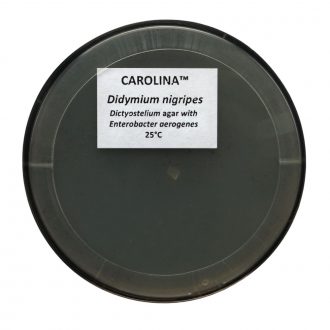 Didymium nigripes, Living, Plate