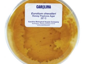 Eurotium chevalieri, Living, Plate