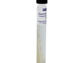 Fusarium oxysporum, Living, Tube