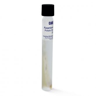 Fusarium oxysporum, Living, Tube