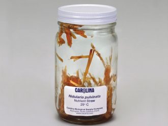 Nidularia pulvinata, Living, Jar