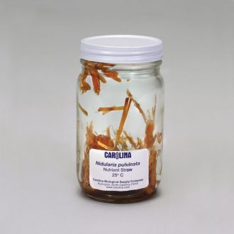 Nidularia pulvinata, Living, Jar