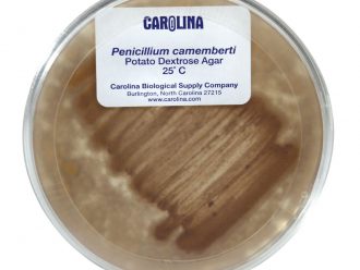 Penicillium camemberti, Living, Plate