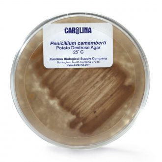 Penicillium camemberti, Living, Plate