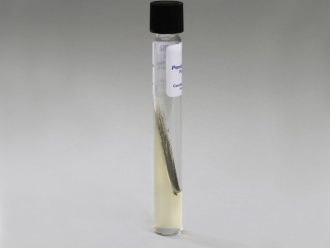 Penicillium chrysogenum, Living, Tube