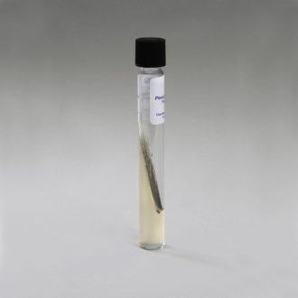 Penicillium chrysogenum, Living, Tube