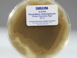 Penicillium chrysogenum, Living, Plate