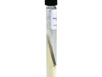 Penicillium italicum, Living, Tube