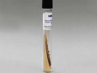 Penicillium notatum, High Yield, Living, Tube