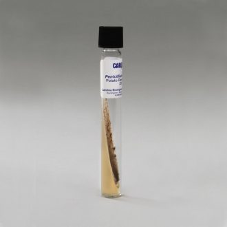 Penicillium notatum, High Yield, Living, Tube