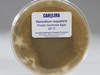 Penicillium roqueforti, Living, Plate
