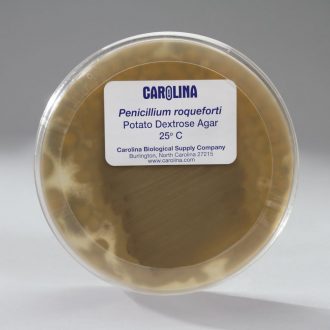 Penicillium roqueforti, Living, Plate