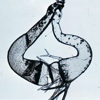 Phycomyces blakesleeanus (+), Living, Plate