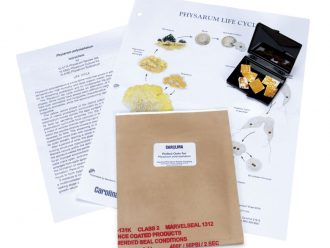 Physarum polycephalum Sclerotium, Living, Box