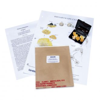 Physarum polycephalum Sclerotium, Living, Box