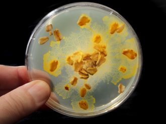 Physarum polycephalum Plasmodium, Living, Plate