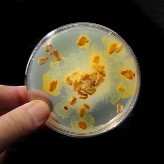 Physarum polycephalum Plasmodium, Living, Plate