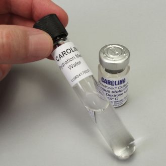 Rhizopus stolonifer (+), MicroKwik Culture®, Vial