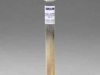 Rhizopus stolonifer (+), Living, Tube