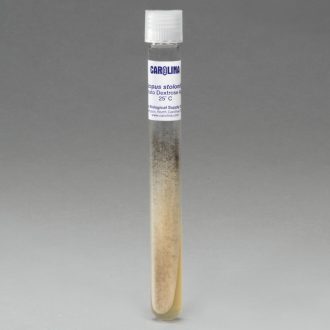 Rhizopus stolonifer (+), Living, Tube