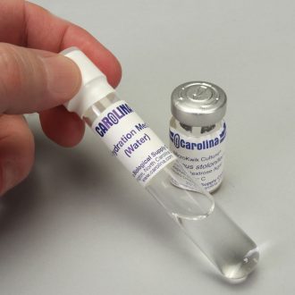 Rhizopus stolonifer (-), MicroKwik Culture®, Vial