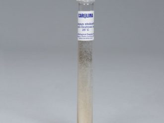 Rhizopus stolonifer (-), Living, Tube