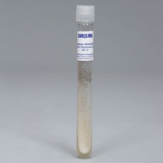 Rhizopus stolonifer (-), Living, Tube