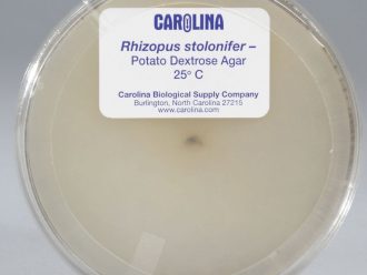 Rhizopus stolonifer (-), Living, Plate