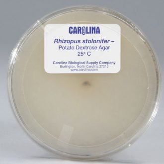 Rhizopus stolonifer (-), Living, Plate