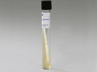 Saccharomyces cerevisiae, Living, Tube