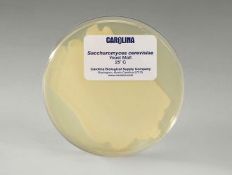 Saccharomyces cerevisiae, Living, Plate