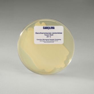 Saccharomyces cerevisiae, Living, Plate