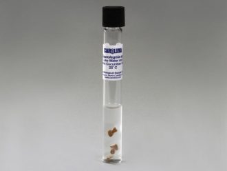 Saprolegnia, Living, Tube