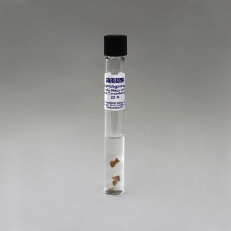 Saprolegnia, Living, Tube