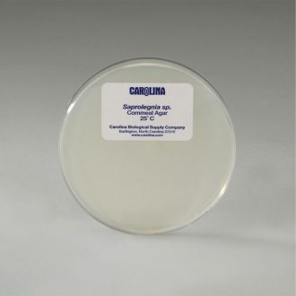 Saprolegnia, Living, Plate