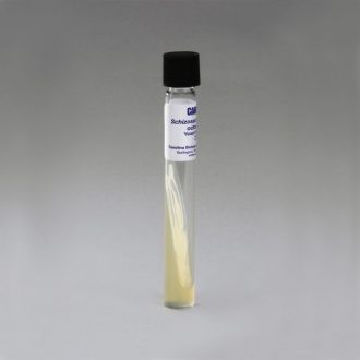 Schizosaccharomyces octosporus, Living, Tube