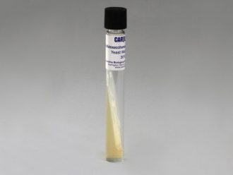 Schizosaccharomyces pombe, Living, Tube