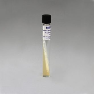 Schizosaccharomyces pombe, Living, Tube