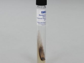 Sordaria fimicola Wild Type, Living, Tube