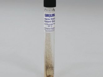 Sordaria fimicola Mutant Gray, Living, Tube
