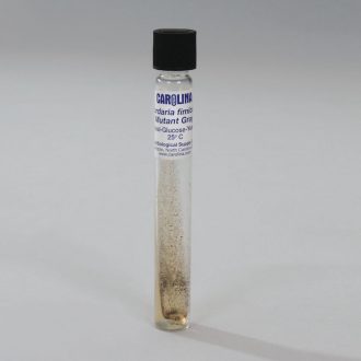 Sordaria fimicola Mutant Gray, Living, Tube