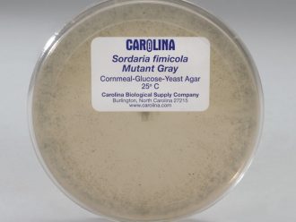 Sordaria fimicola Mutant Gray, Living, Plate