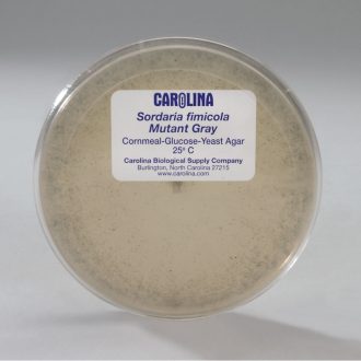Sordaria fimicola Mutant Gray, Living, Plate