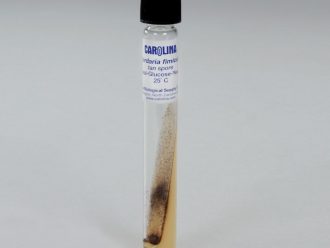 Sordaria fimicola Mutant Tan, Living, Tube