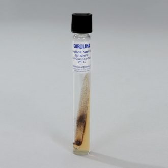 Sordaria fimicola Mutant Tan, Living, Tube