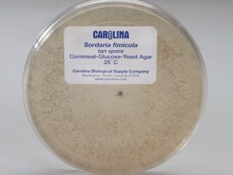 Sordaria fimicola Mutant Tan, Living, Plate