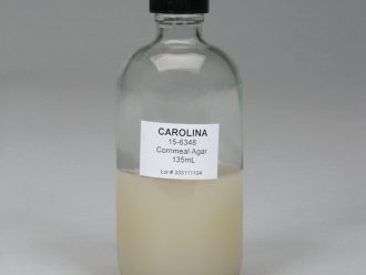 Cornmeal Agar, Prepared Media Bottle, 135 mL