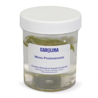 Moss Protonemata, Living, Culture